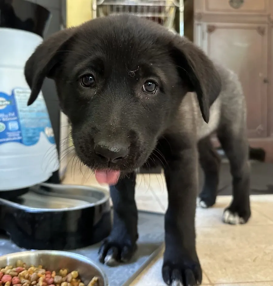 Ellie as a puppy on the day she came home