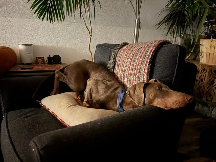 Izzy stretched across an armchair