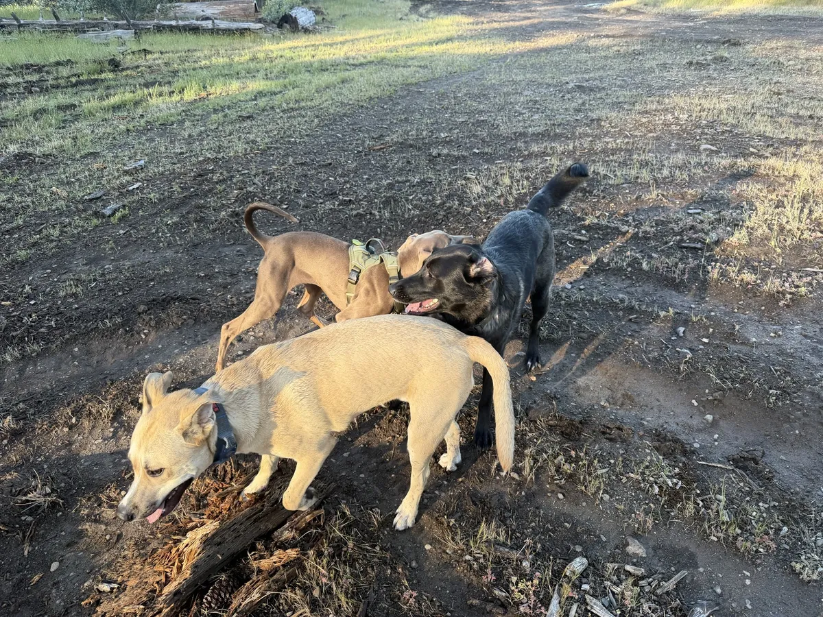 Izzy, Radar, and Ellie outside together