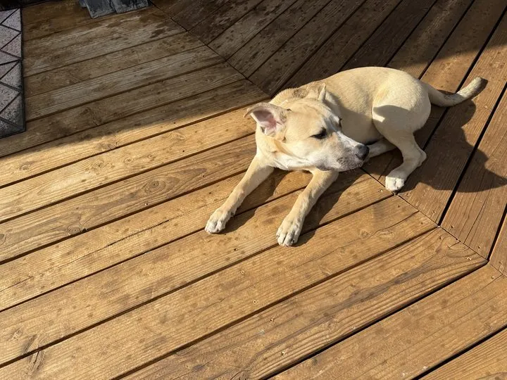 Radar lying in a patch of sunlight on the deck
