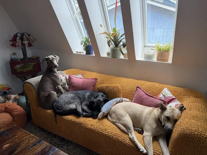 Izzy, Ellie, and Radar sharing the couch