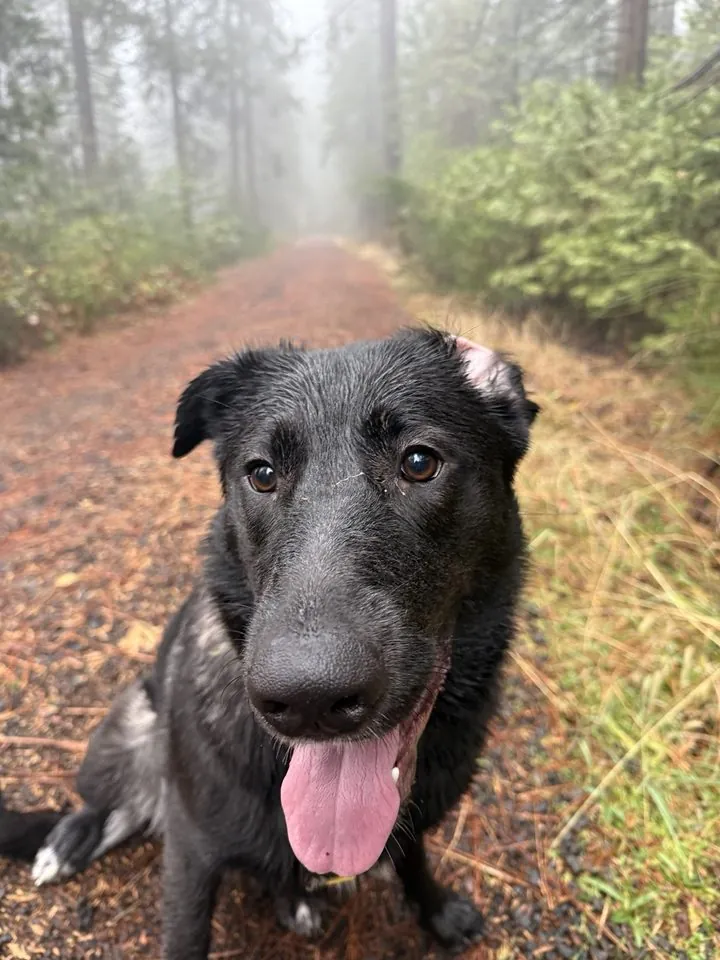 Ellie sitting on a rainy forest road